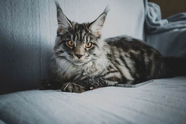 Can Maine Coon Kittens Be Left Alone During the Day or Do They Need Constant&nbsp;Attention