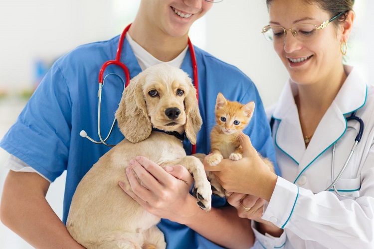 How Can I Prepare My Pet for a Visit to the Veterinary Clinic and What Should I Expect During the&nbsp;Appointment