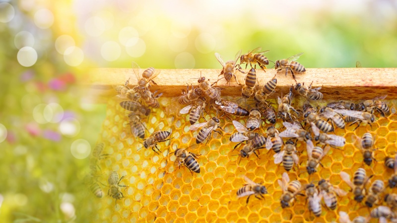 What to Consider When Purchasing Honey Directly from a&nbsp;Beekeeper